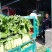 兰陵县精品三青莴笋大量上市中需要请联系