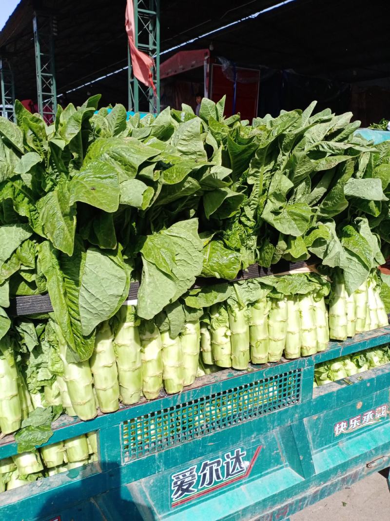 兰陵县精品三青莴笋大量上市中需要请联系