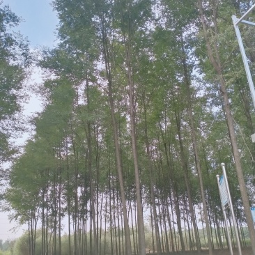 老洋槐树，新品种刺槐，刺槐小苗耐寒耐旱大田苗