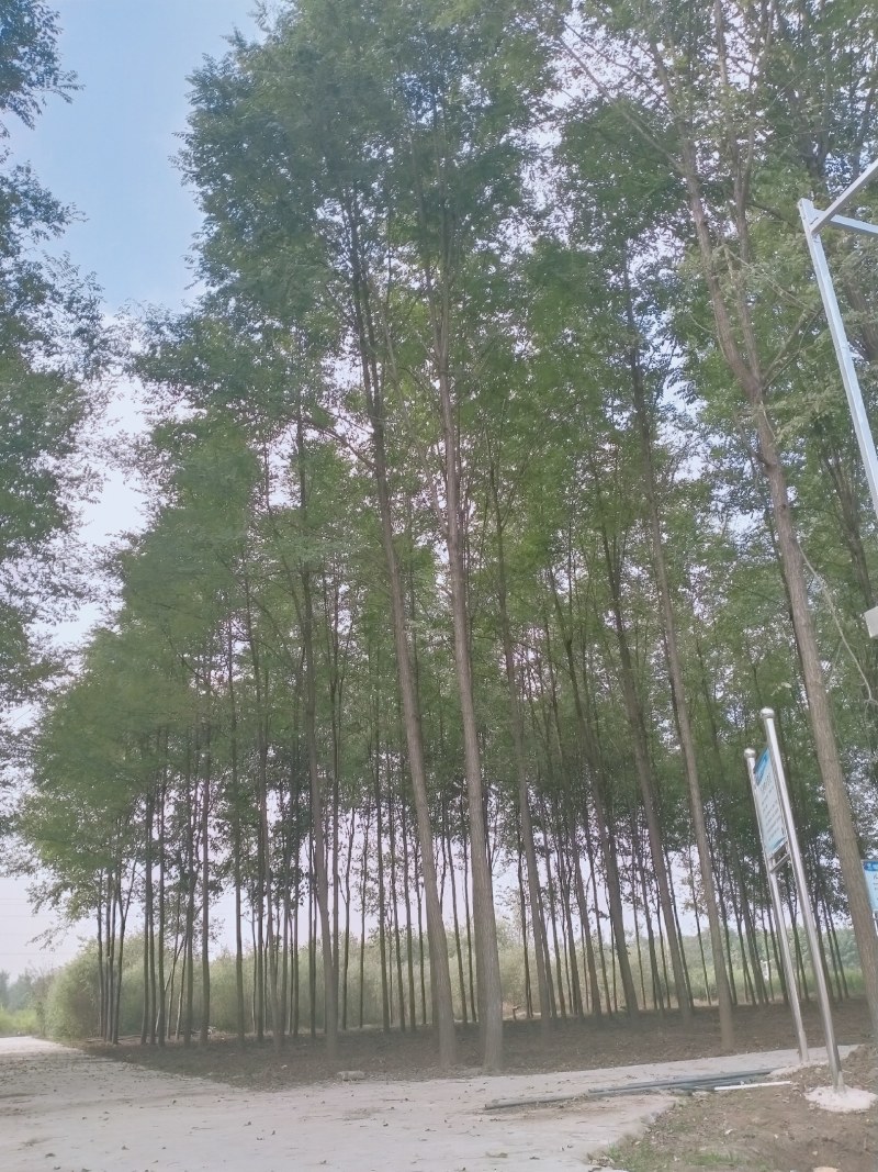 老洋槐树，新品种刺槐，刺槐小苗耐寒耐旱大田苗