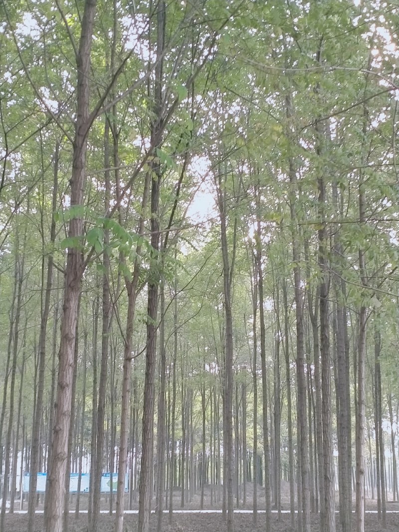 老洋槐树，新品种刺槐，刺槐小苗耐寒耐旱大田苗