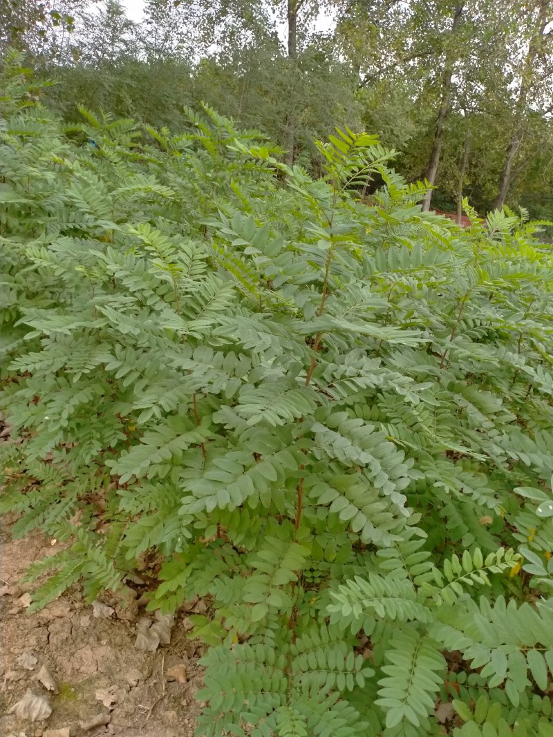 老洋槐树，新品种刺槐，刺槐小苗耐寒耐旱大田苗