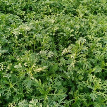 茼蒿，精菜加工包装，货源充足，量大从优，来电优惠