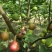 波姬红无花果树苗价格芭劳奈无花果苗布兰瑞无花果树苗