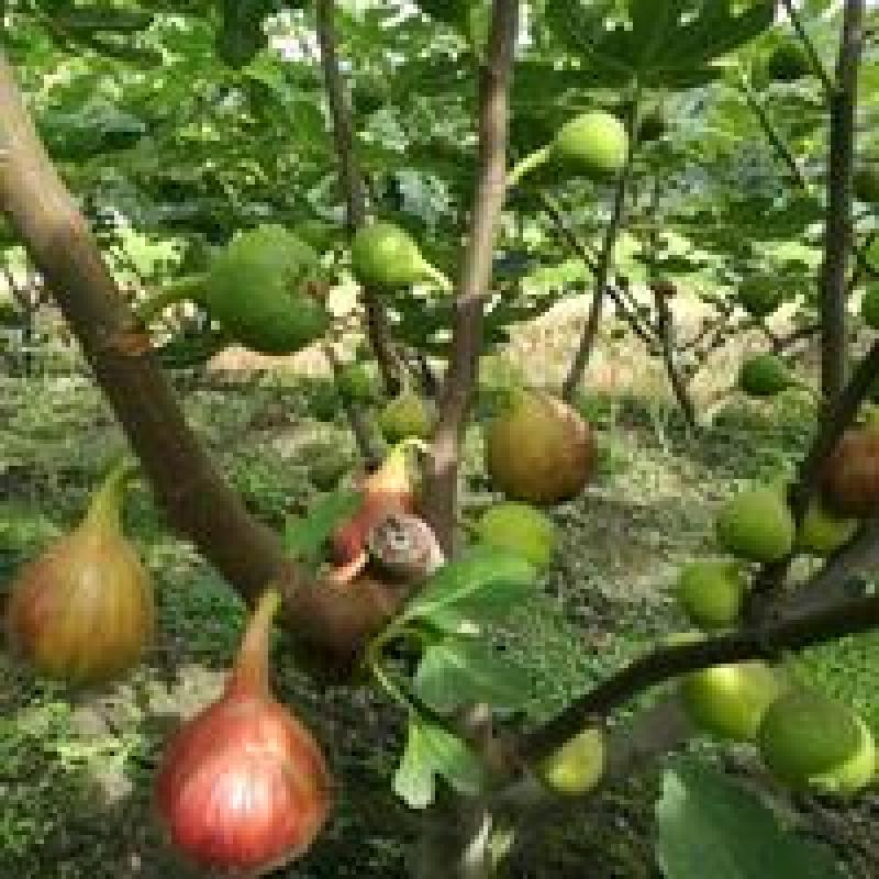 波姬红无花果树苗价格芭劳奈无花果苗布兰瑞无花果树苗