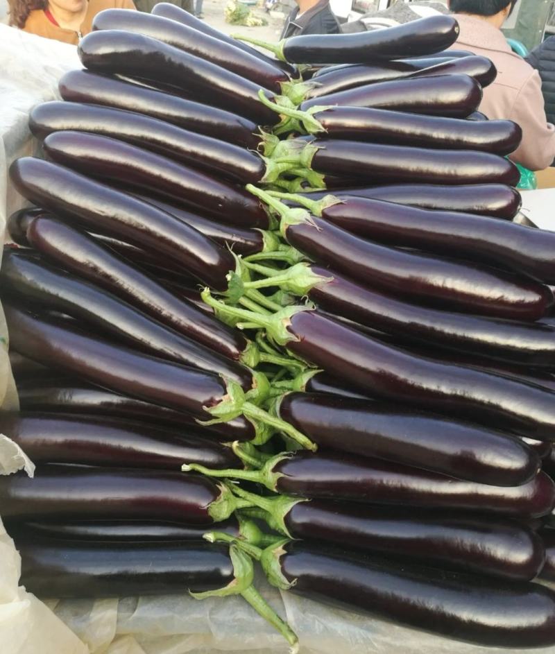 黑长茄3两以上货源充足。产地直发，可视频看货，量大从优