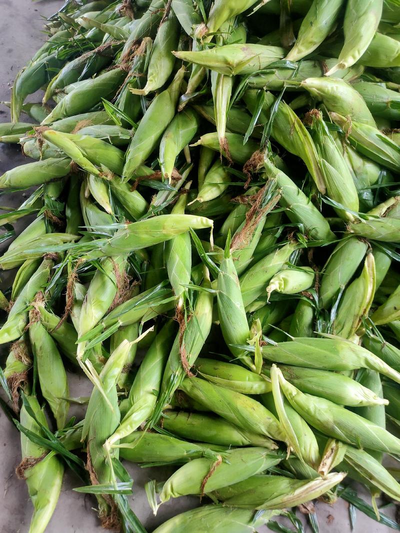 万亩基地，安徽芜湖玉米大量供应太阳花，产地直发，质量好
