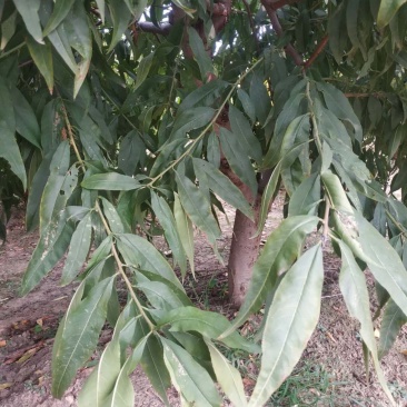 桃树大量处理，一手货源，都是精品树