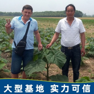 【实力认证基地】新品种速生泡桐500亩泡桐树苗远销国外