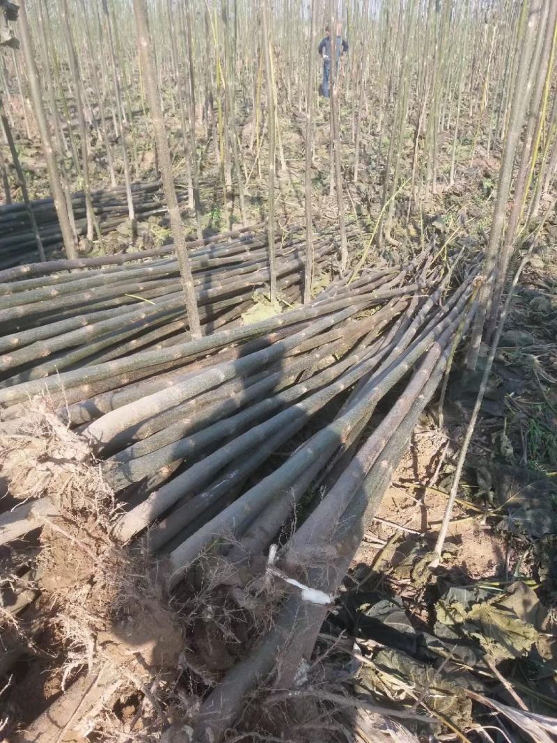 【实力认证基地】新品种速生泡桐500亩泡桐树苗远销国外