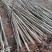 【实力认证基地】新品种速生泡桐500亩泡桐树苗远销国外