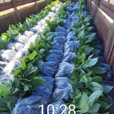 今天继续发货香蕉苗50000株龙州，感谢二位老板关照。