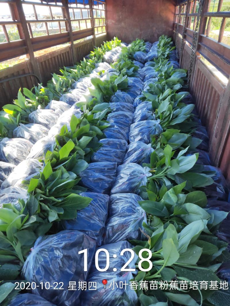 今天继续发货香蕉苗50000株龙州，感谢二位老板关照。