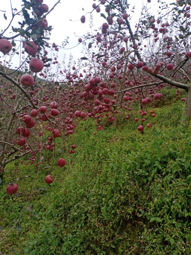 正宗云南昭通苹果，原生糖心丑苹果现摘现发糖心苹果