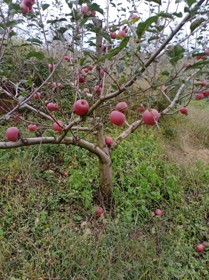 正宗云南昭通苹果，原生糖心丑苹果现摘现发糖心苹果