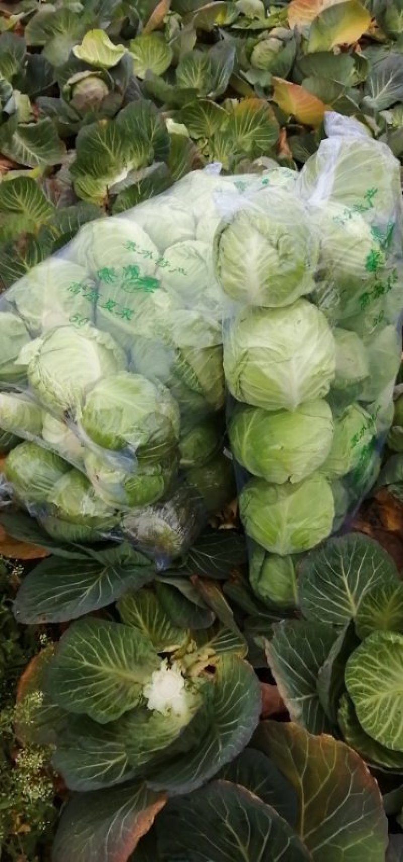 嘉鱼县甘蓝圆包菜，精品甘蓝大量批发诚信经营实力供应