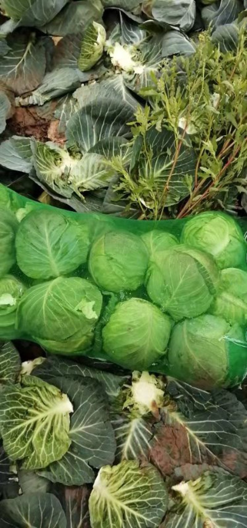 嘉鱼县甘蓝圆包菜，精品甘蓝大量批发诚信经营实力供应