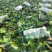 嘉鱼县甘蓝圆包菜，精品甘蓝大量批发诚信经营实力供应
