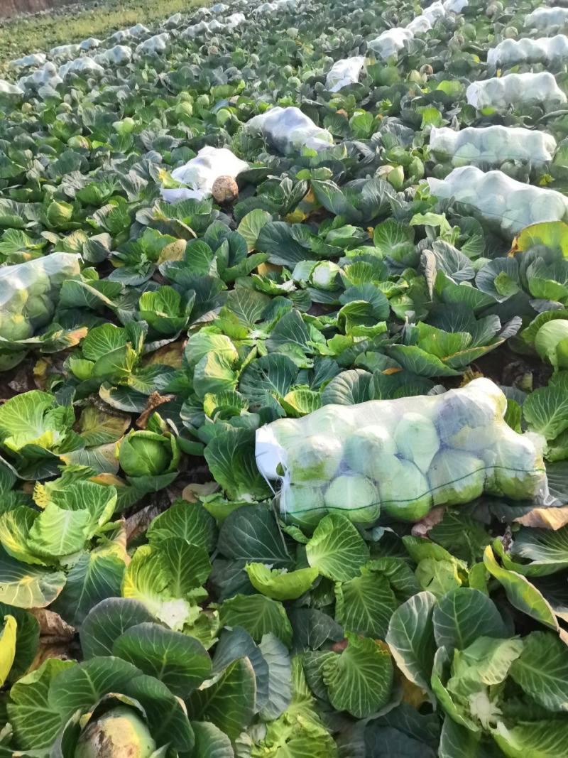 嘉鱼县甘蓝圆包菜，精品甘蓝大量批发诚信经营实力供应