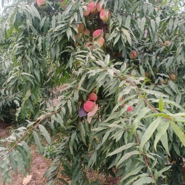 深秋舌尖上的美味，迎霜红桃！