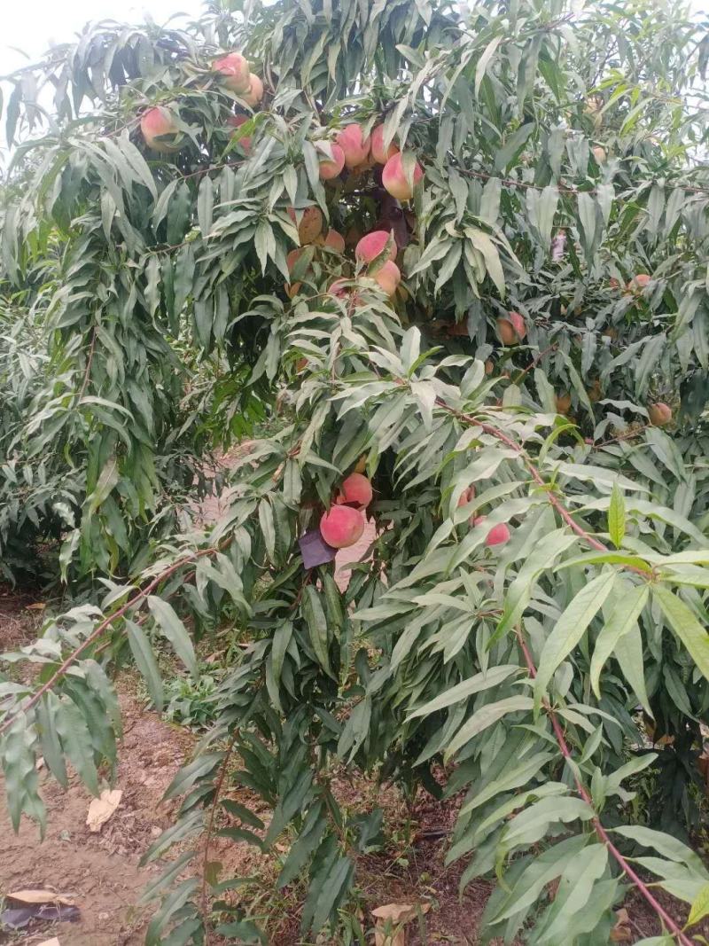 深秋舌尖上的美味，迎霜红桃！