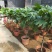面包树大型室内外绿植春羽
