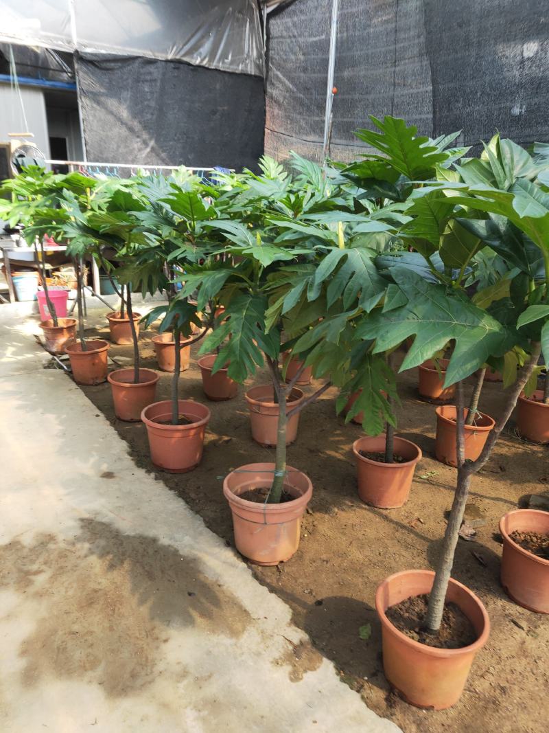 面包树大型室内外绿植春羽