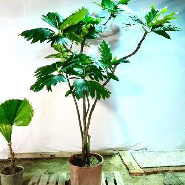 面包树大型室内外绿植春羽
