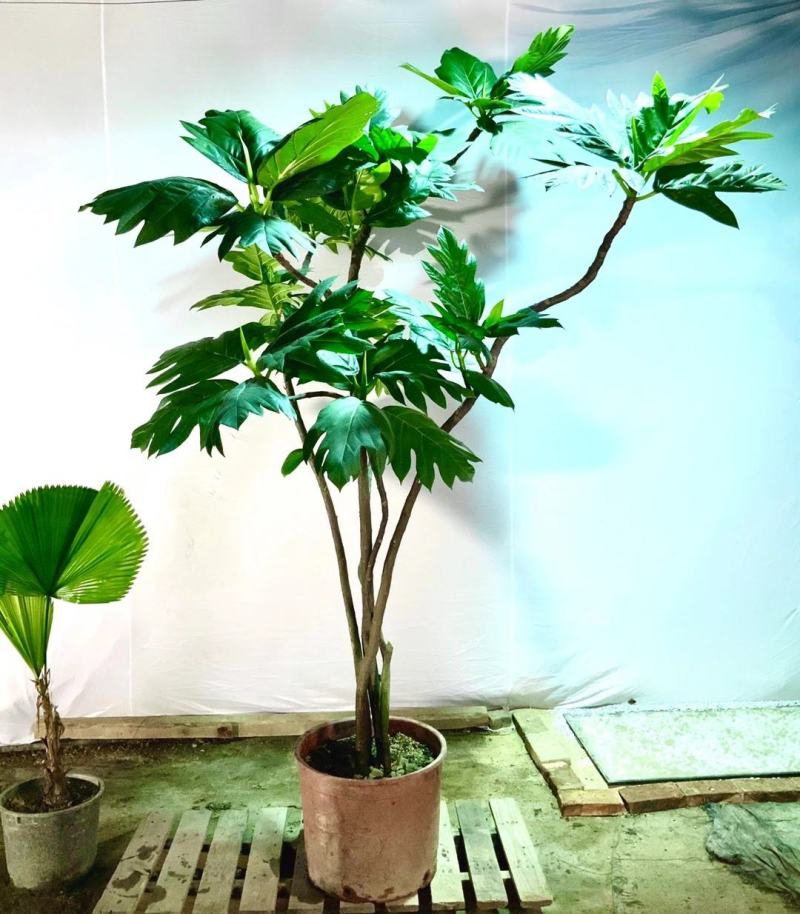 面包树大型室内外绿植春羽