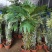 面包树大型室内外绿植春羽