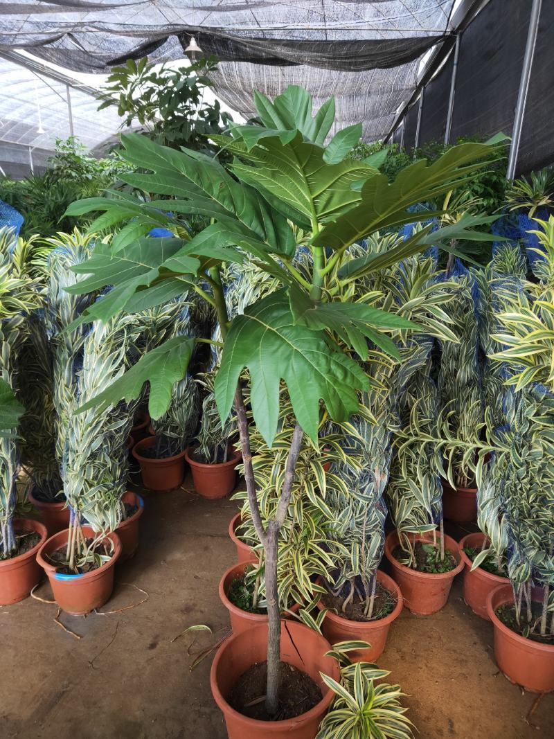 面包树大型室内外绿植春羽