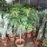 面包树大型室内外绿植春羽