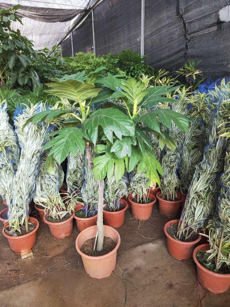 面包树大型室内外绿植春羽