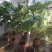 面包树大型室内外绿植春羽