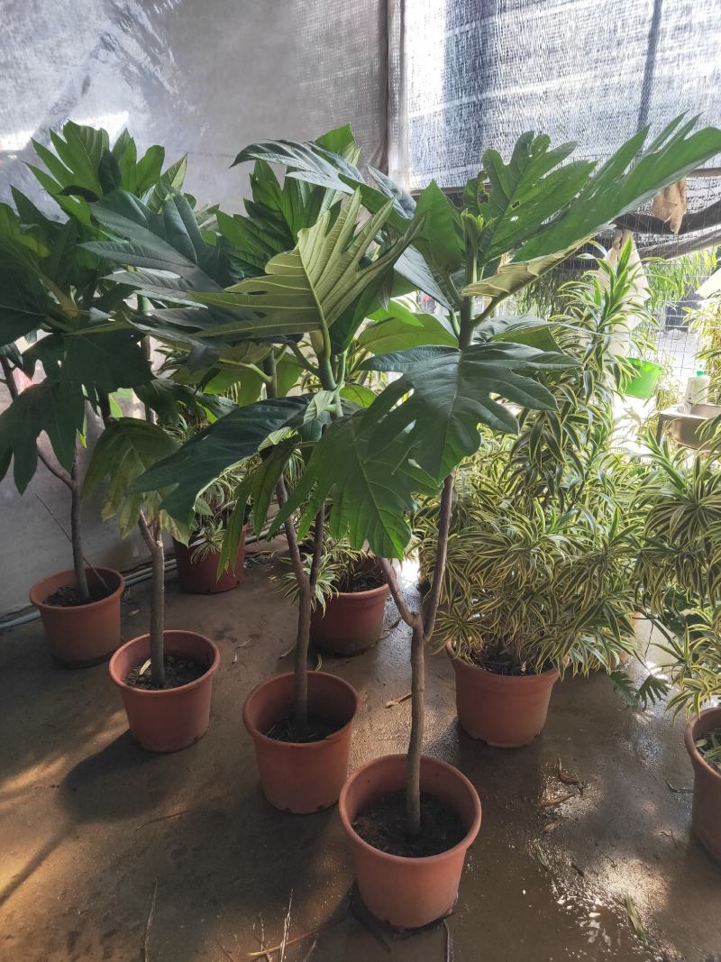 面包树大型室内外绿植春羽