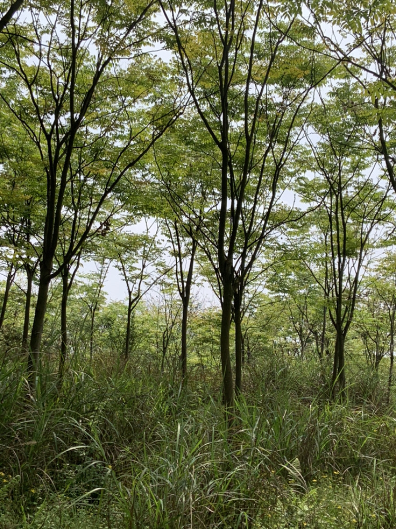 香泡便宜处理有需要联系