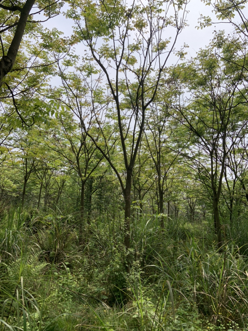 香泡便宜处理有需要联系