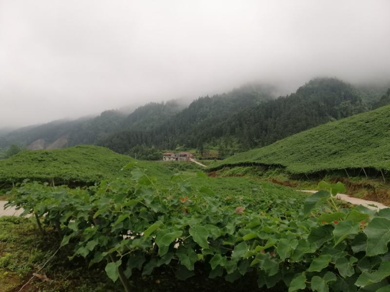 高山2号刺葡萄，可食鲜果，可酿酒