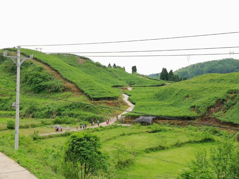 高山2号刺葡萄，可食鲜果，可酿酒