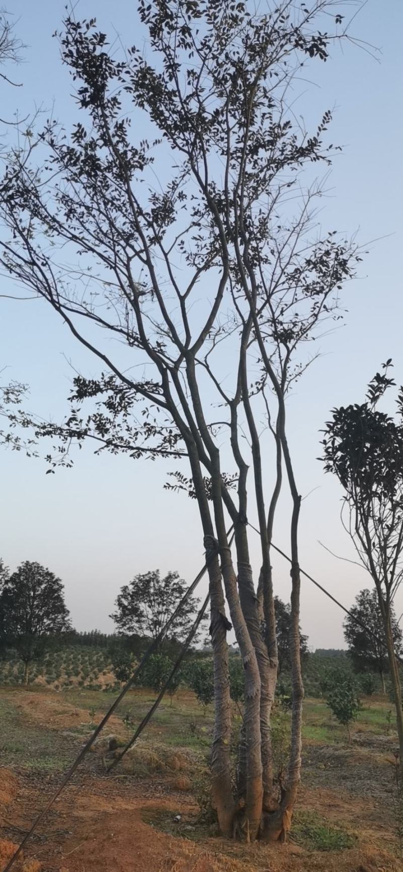 绿化苗木，各种移栽乔木，多杆朴树，