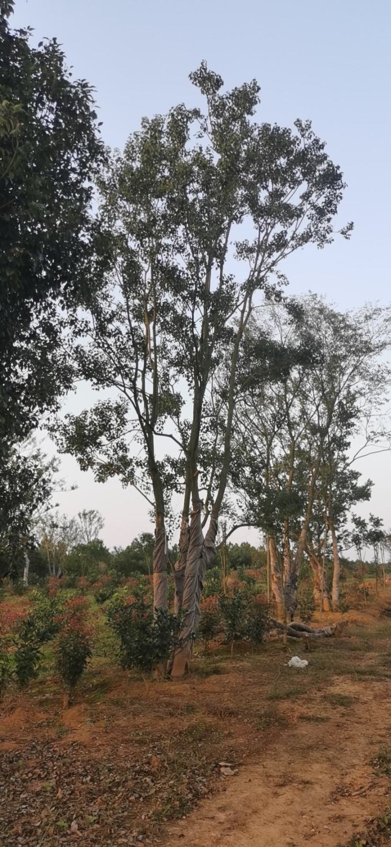 绿化苗木，各种移栽乔木，多杆朴树，