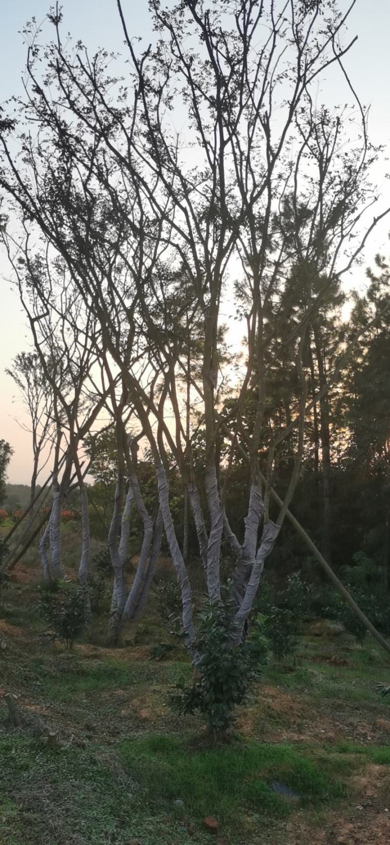 绿化苗木，各种移栽乔木，多杆朴树，
