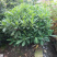 结香花，结香球，结香花价格，1.5米高度结香