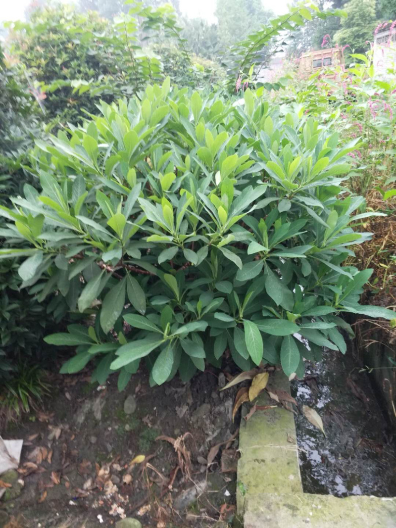 结香花，结香球，结香花价格，1.5米高度结香
