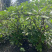结香花，结香球，结香花价格，1.5米高度结香