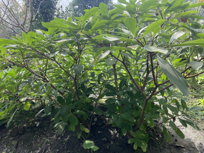 结香花，结香球，结香花价格，1.5米高度结香