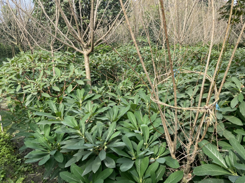 结香花，结香球，结香花价格，1.5米高度结香