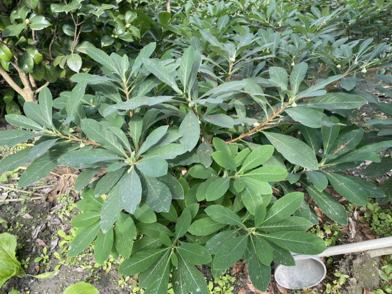 结香花，结香球，结香花价格，1.5米高度结香