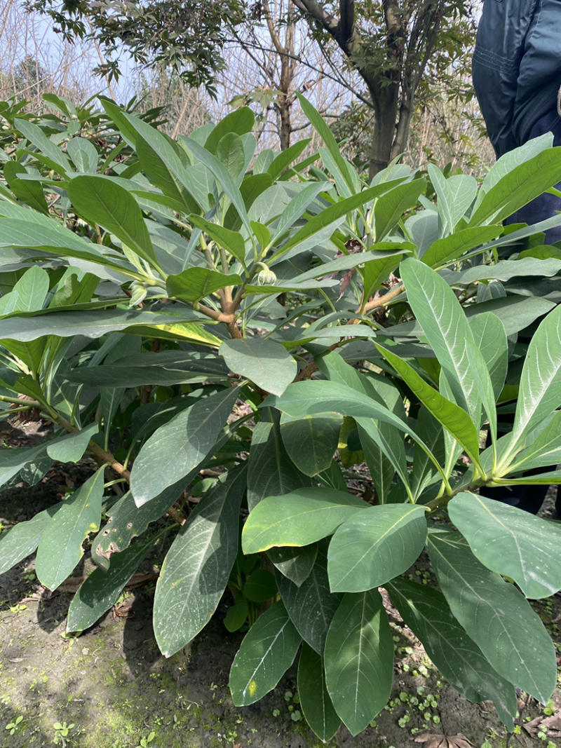 结香花，结香球，结香花价格，1.5米高度结香