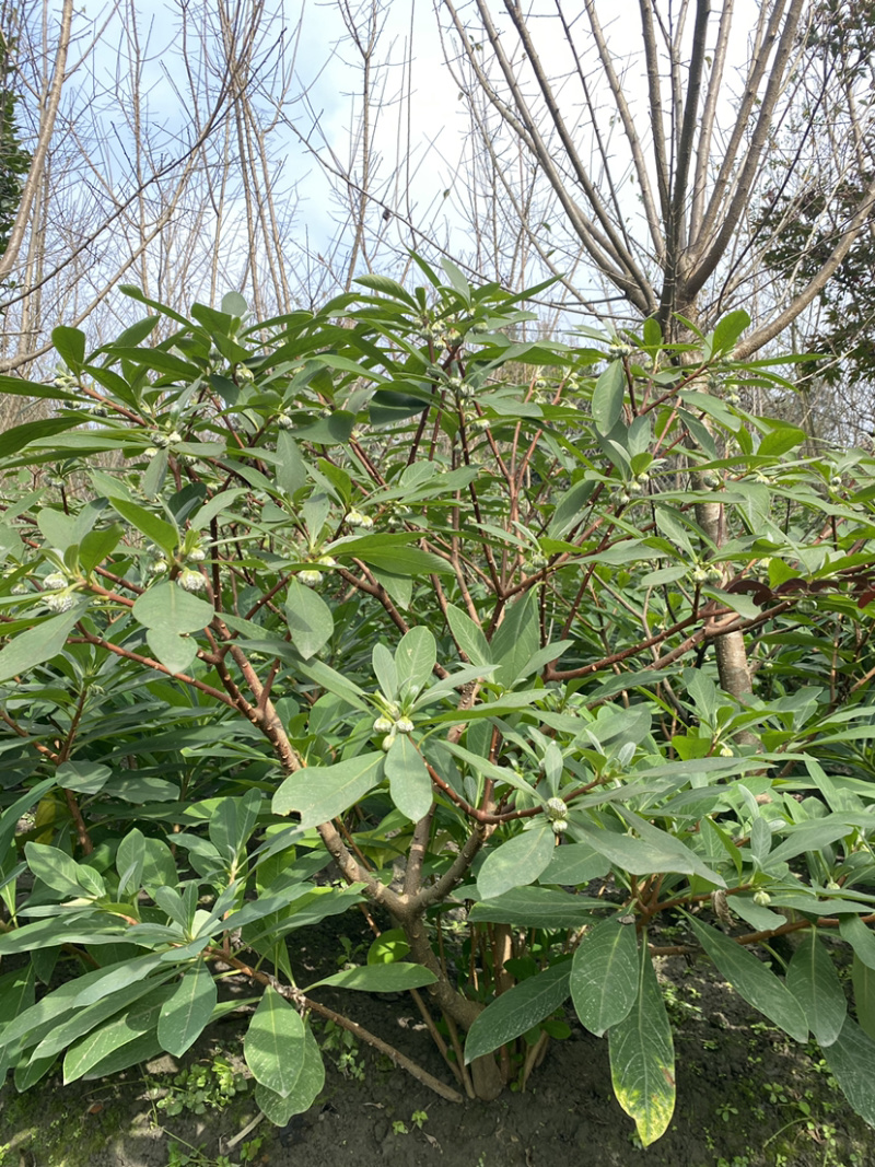 结香花，结香球，结香花价格，1.5米高度结香